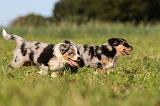 BERGER AUSTRALIEN PUPPIES 183